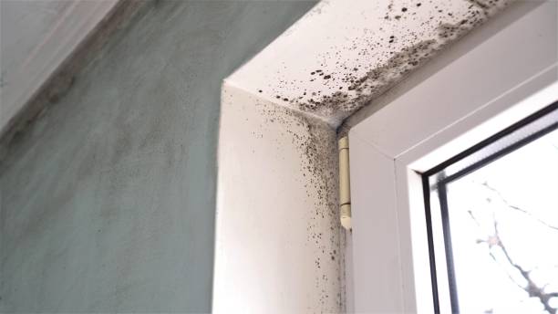 Best Crawl Space Mold Removal  in Marsing, ID