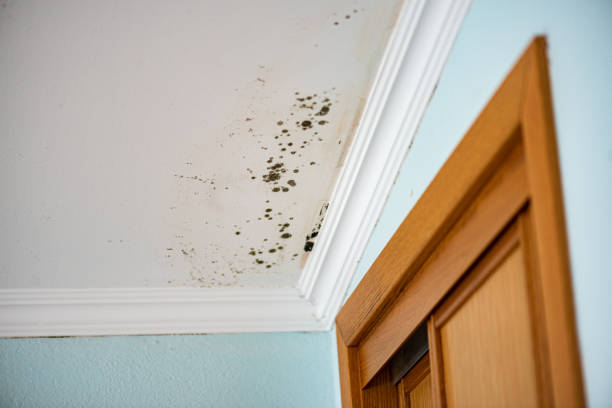 Best Mold Cleaning Services  in Marsing, ID