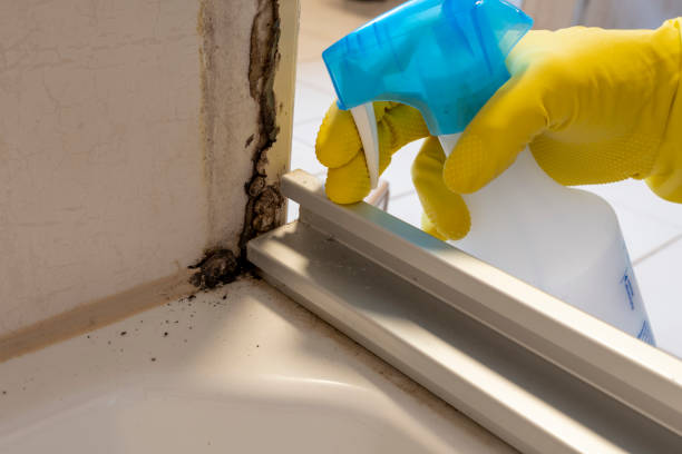 Best Certified Mold Removal  in Marsing, ID