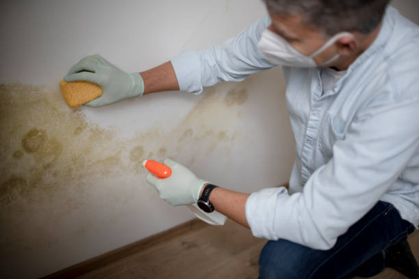 Best Crawl Space Mold Removal  in Marsing, ID