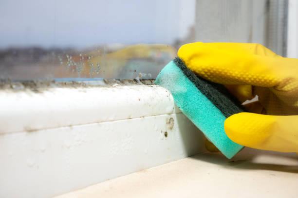 Best Best Mold Removal Companies  in Marsing, ID