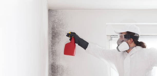 Best Mold Damage Repair  in Marsing, ID