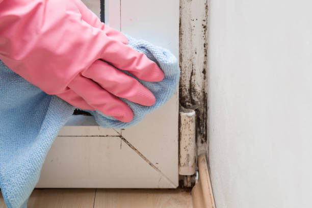 Certified Mold Removal in Marsing, ID