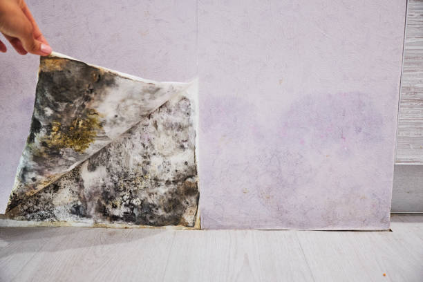 Best Certified Mold Removal  in Marsing, ID